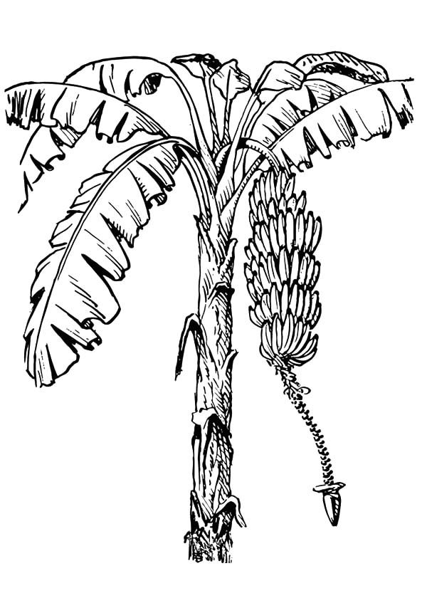 a black and white drawing of a banana tree