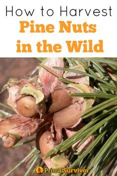 how to harvest pine nuts in the wild