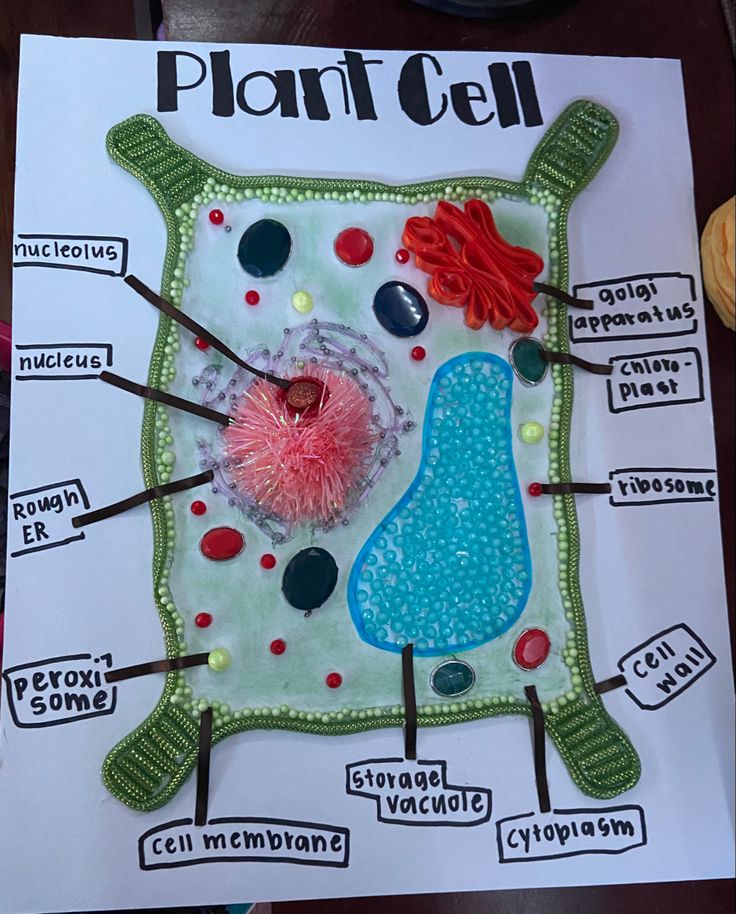 a plant cell made out of paper on top of a table