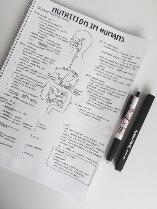 a notebook with instructions on how to use nutrition in humans and the human body, next to a marker