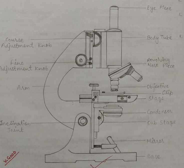 a drawing of a microscope with parts labeled