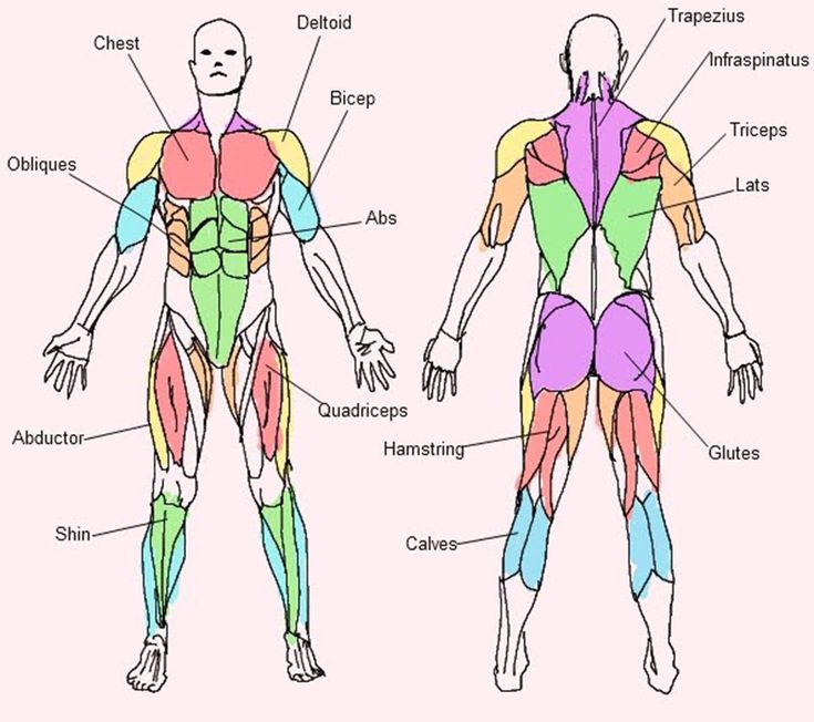 the muscles are labeled in different colors and directions for each individual to use on their body