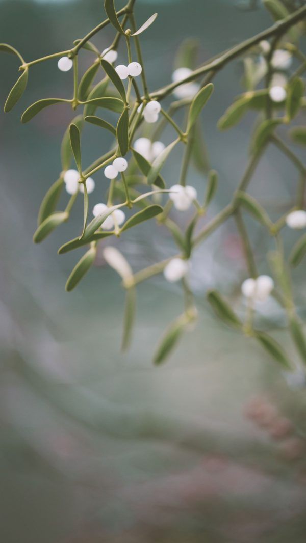 some white flowers are hanging from a branch