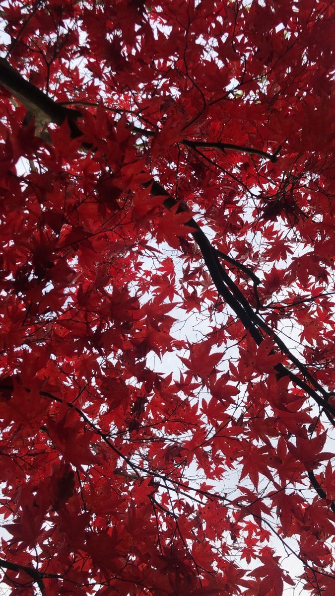 red leaves on the branches of a tree