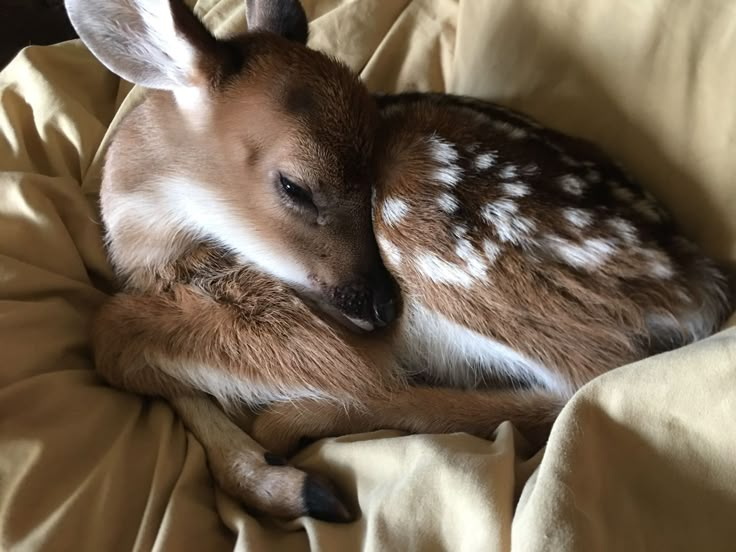 a small deer laying on top of a bed