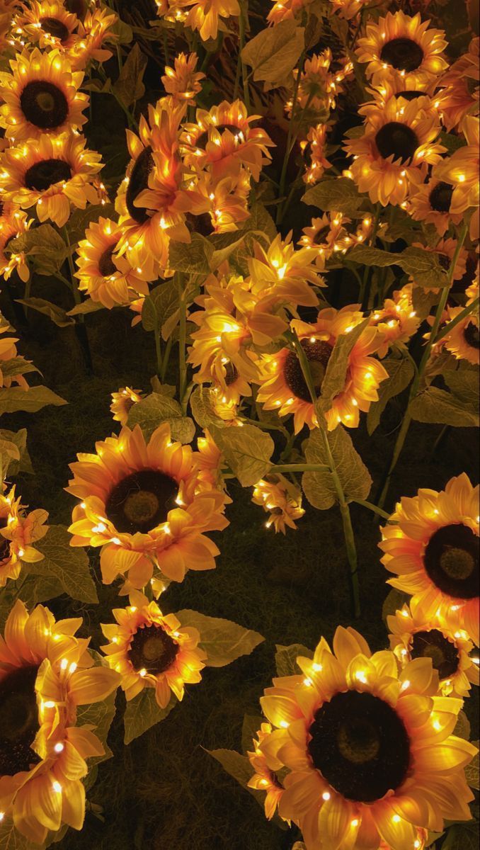 sunflowers are lit up with fairy lights in the dark, and they appear to be glowing