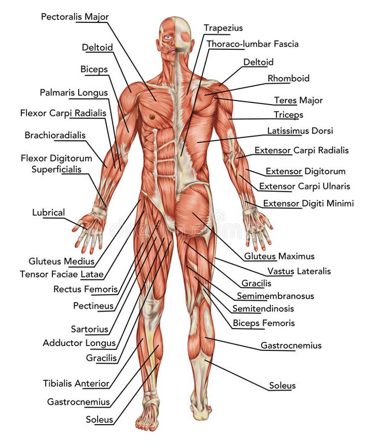 the muscles and their major skeletal systems are labeled in this diagram, with labels on each side