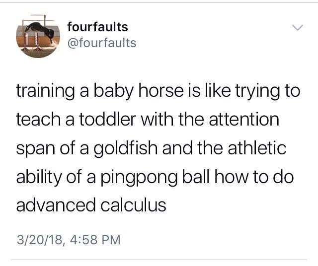 a tweet with an image of a baby horse on it's back