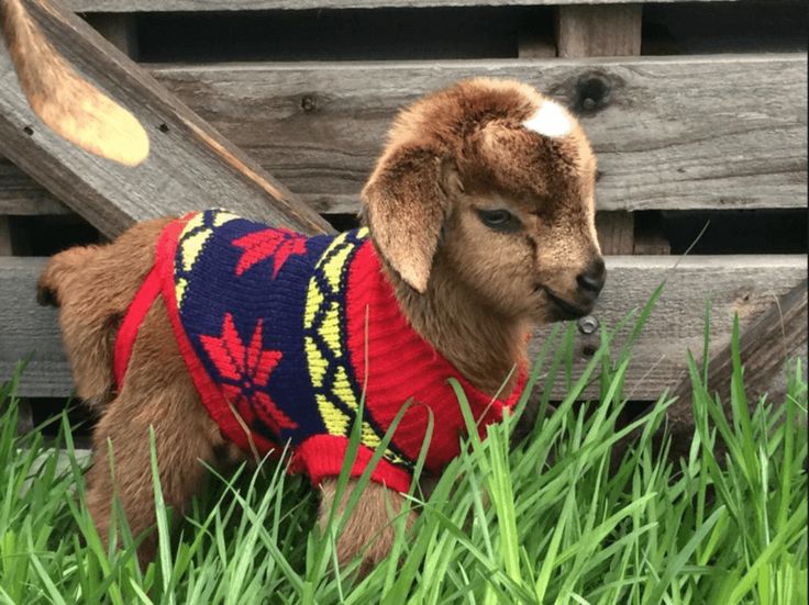 a small goat wearing a sweater standing in the grass next to some wooden planks