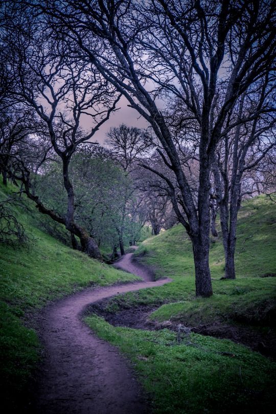 a purple path in the woods with trees