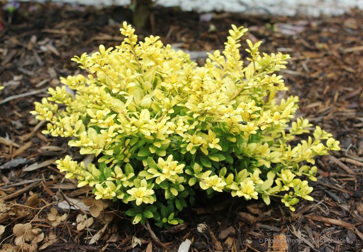 small yellow flowers are growing in the dirt