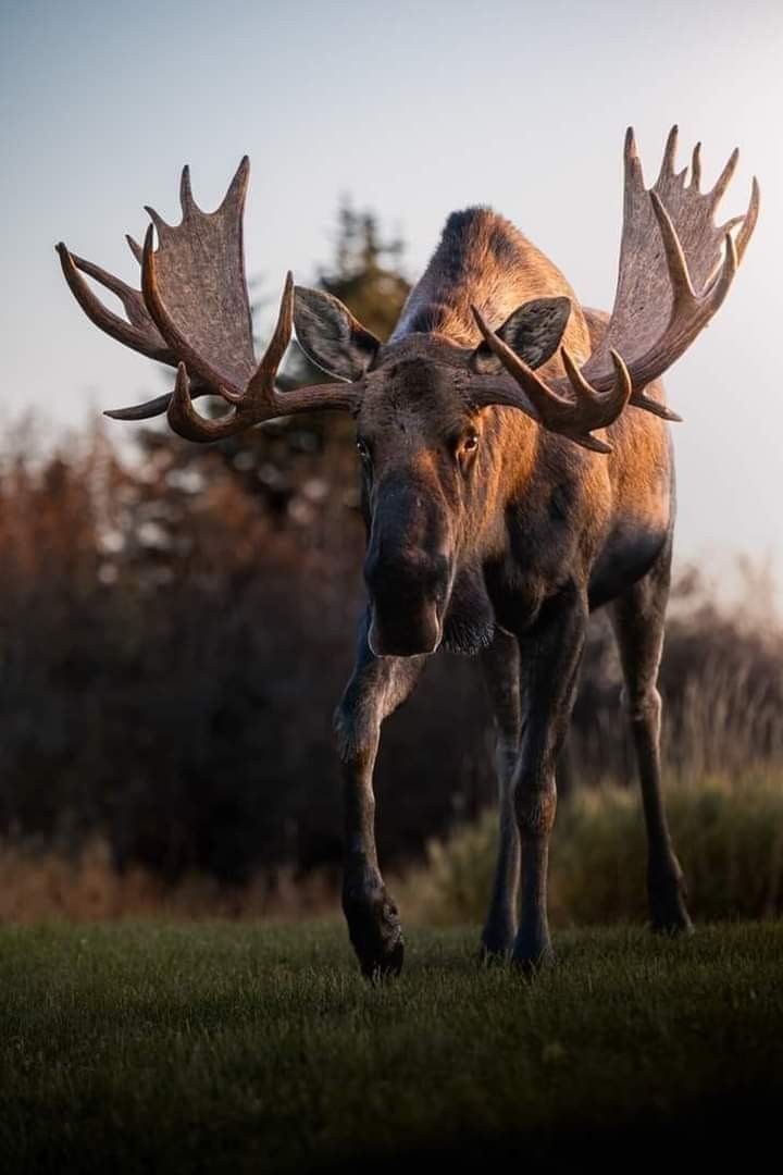 a large moose standing on top of a lush green field