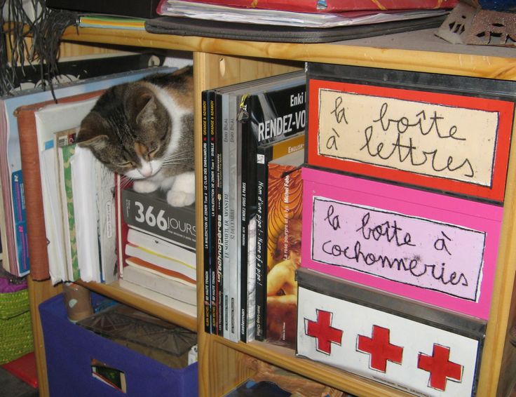 a cat sitting on top of a book shelf