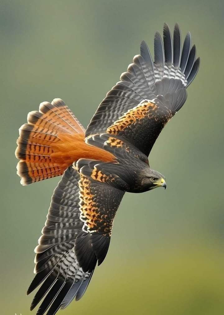 an orange and black bird flying in the air with its wings spread out to catch food