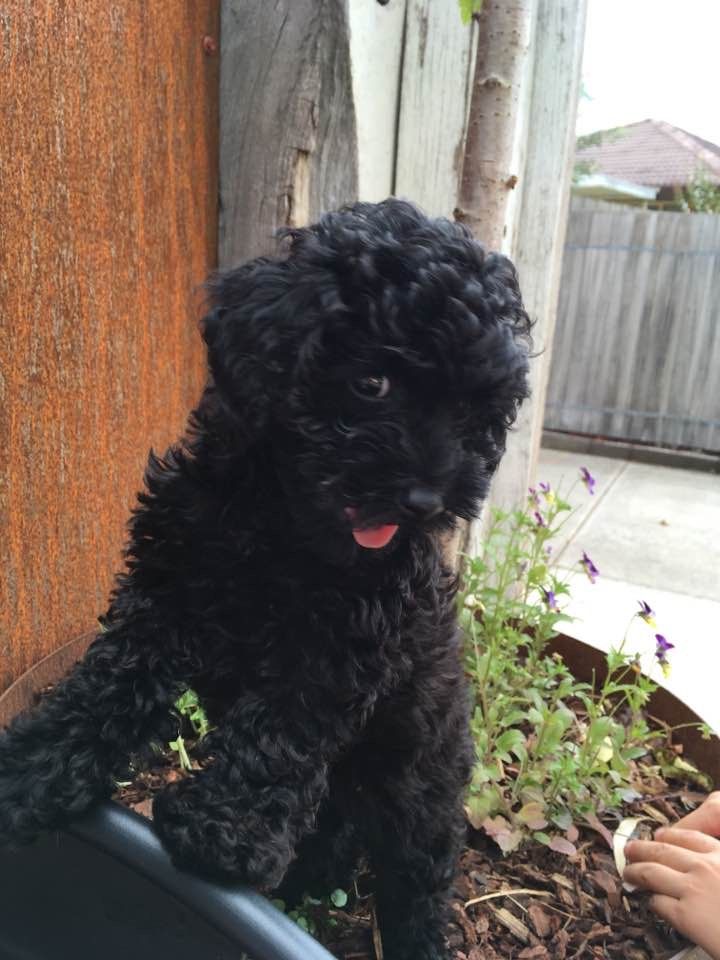 a small black dog standing next to a wooden fence and flower pot filled with flowers