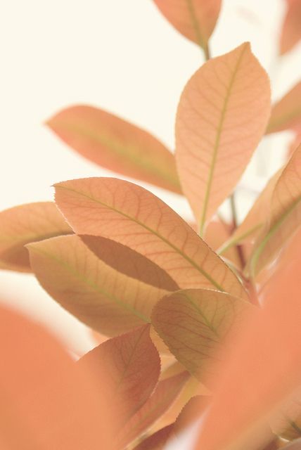 a close up view of the leaves of a plant with sunlight coming through it's branches