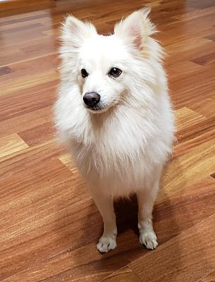 a small white dog standing on top of a hard wood floor