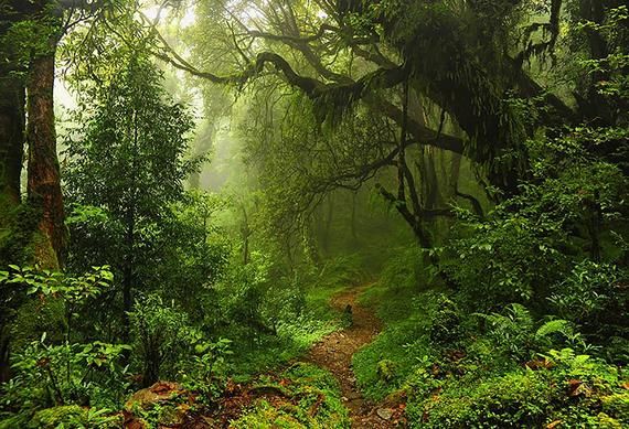 an image of a forest scene with trees and plants