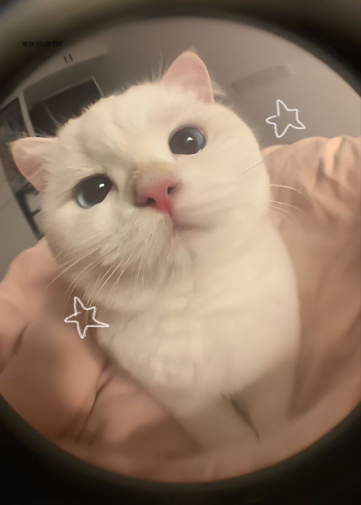 a white cat is looking at the camera through a magnifying glass lens with stars on it