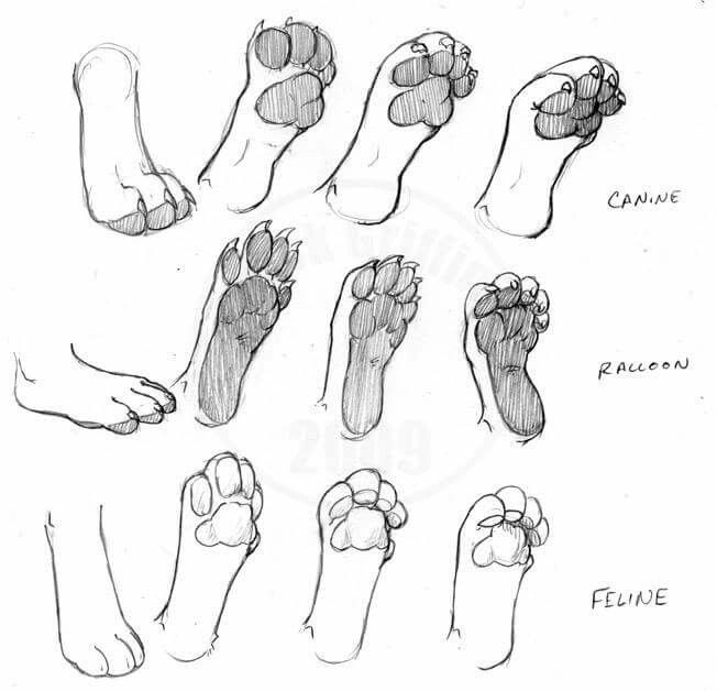 some feet with different types of feet and their corresponding toes are shown in this drawing