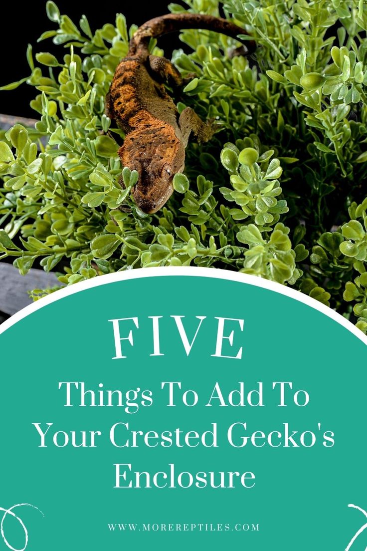 a green plant with the words five things to add to your crested gecko's enclosure