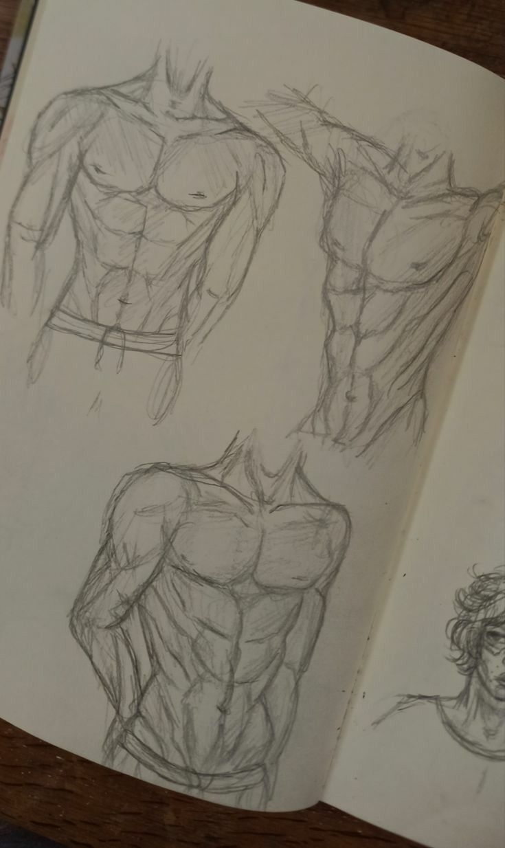 an open book with drawings of the torso and upper half of a man's body