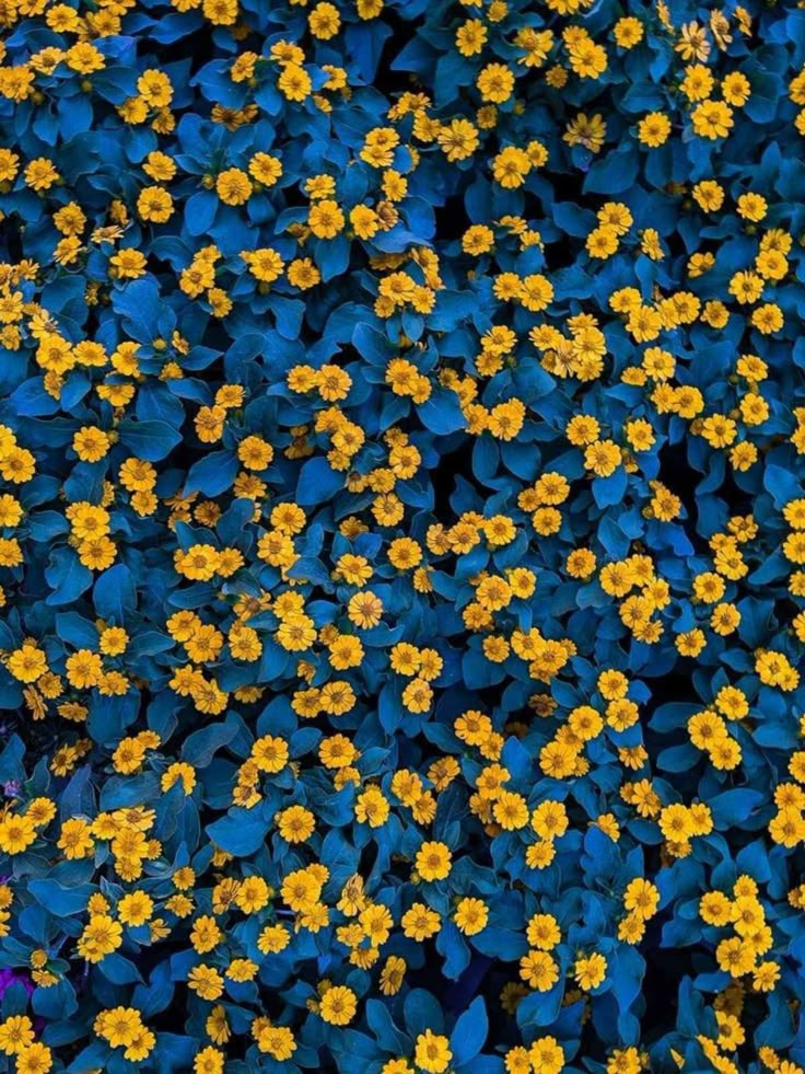 yellow and blue flowers are growing in the ground