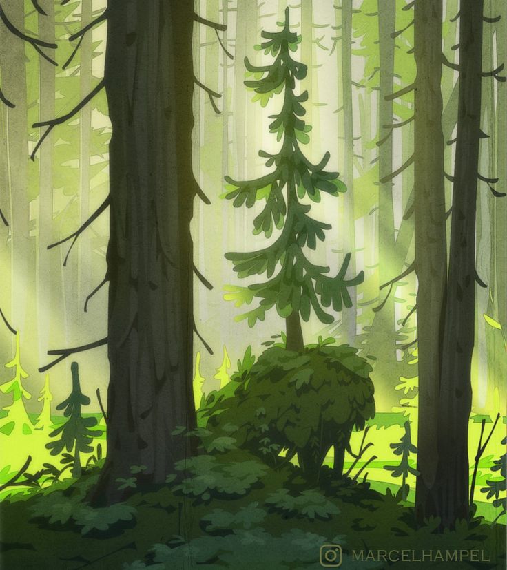 an image of a forest scene with trees