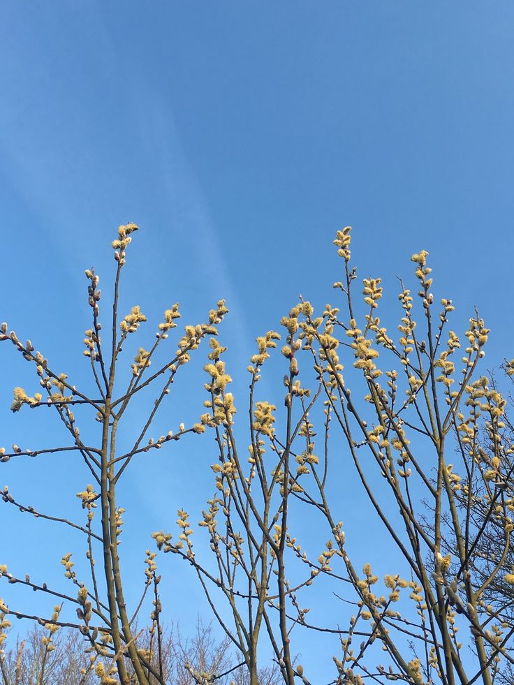 some yellow flowers are growing on the branches of a tree with blue sky in the background