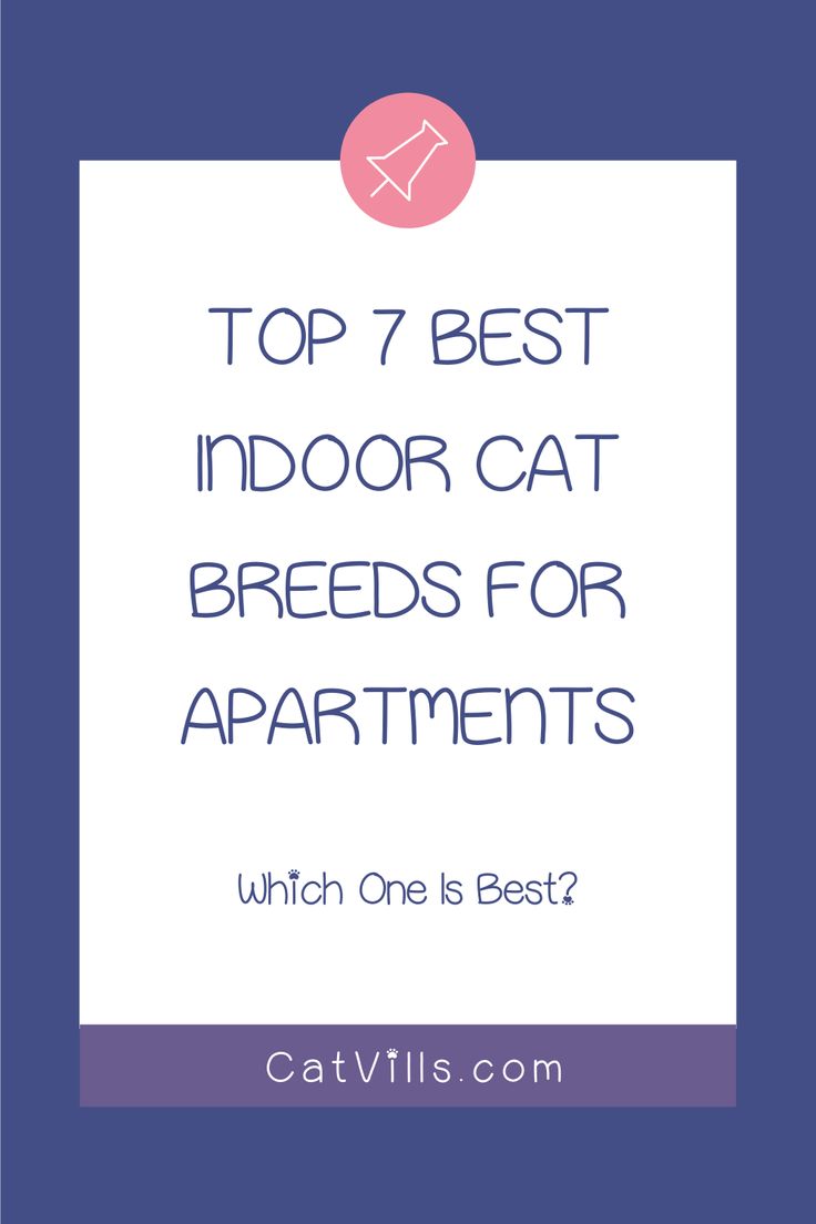 the top 7 best indoor cat breeds for apartments