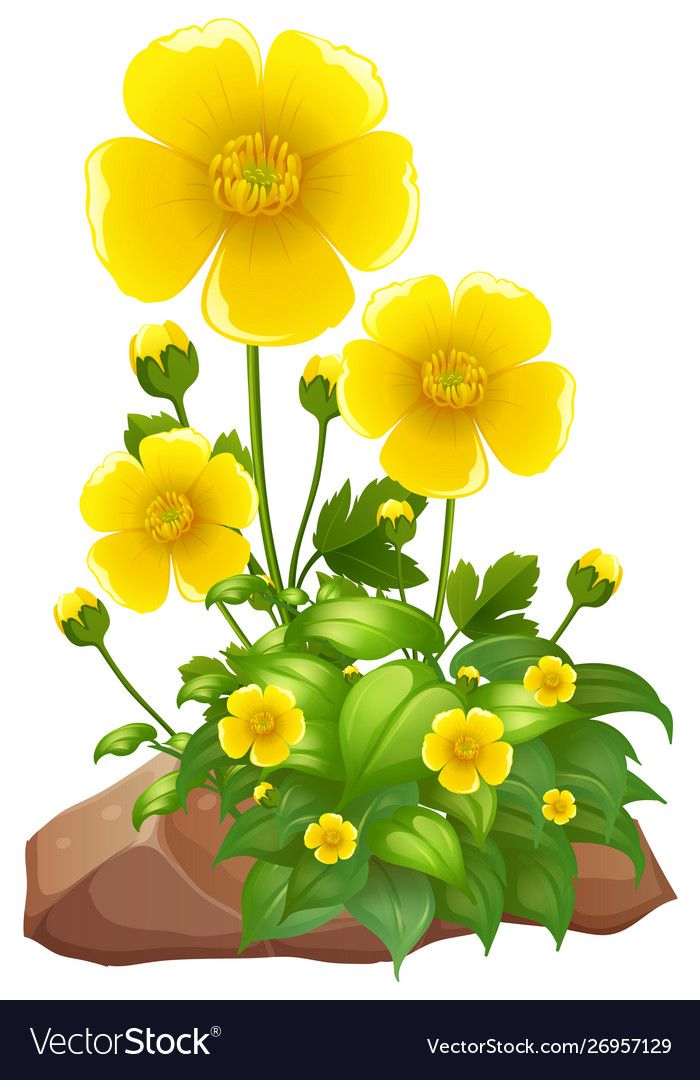 yellow flowers and green leaves on a white background