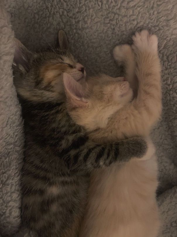 two kittens cuddle together on a blanket