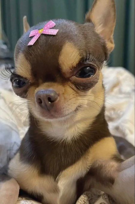 a small brown and white dog with a pink bow on top of it's head