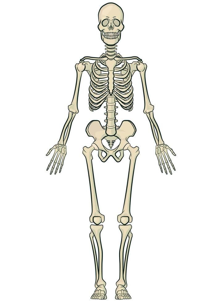 the skeletal skeleton is shown in this image, it appears to be from an old book