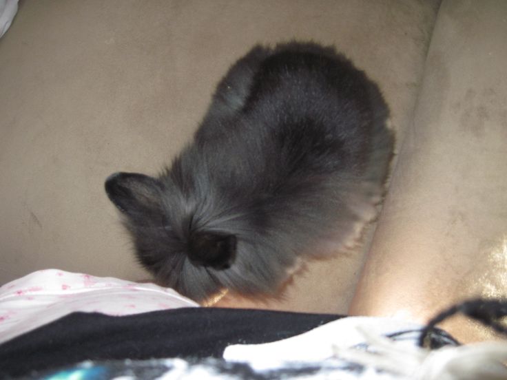 a small gray cat sitting on top of a couch next to a person's leg