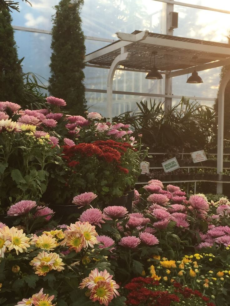 many different types of flowers in a greenhouse