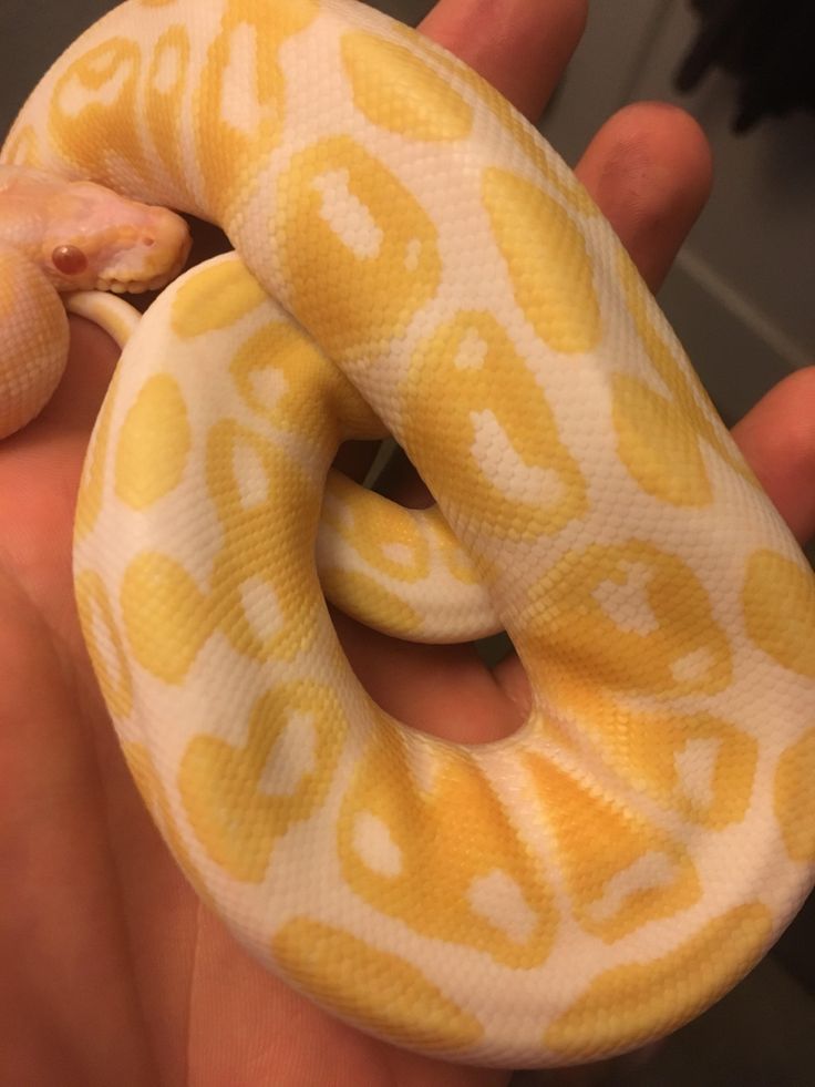 a person holding a yellow and white snake in their hand