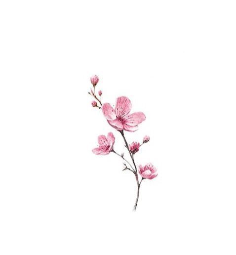 a pink flower on a white background