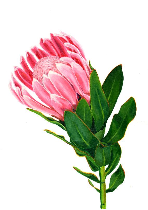 protea print Pink Protea, Watercolor Flower Painting, Protea Art, Wall Art Flowers, Flamingo Wall Art, Flamingo Painting, Protea Flower, Australian Flowers, Colorful Succulents