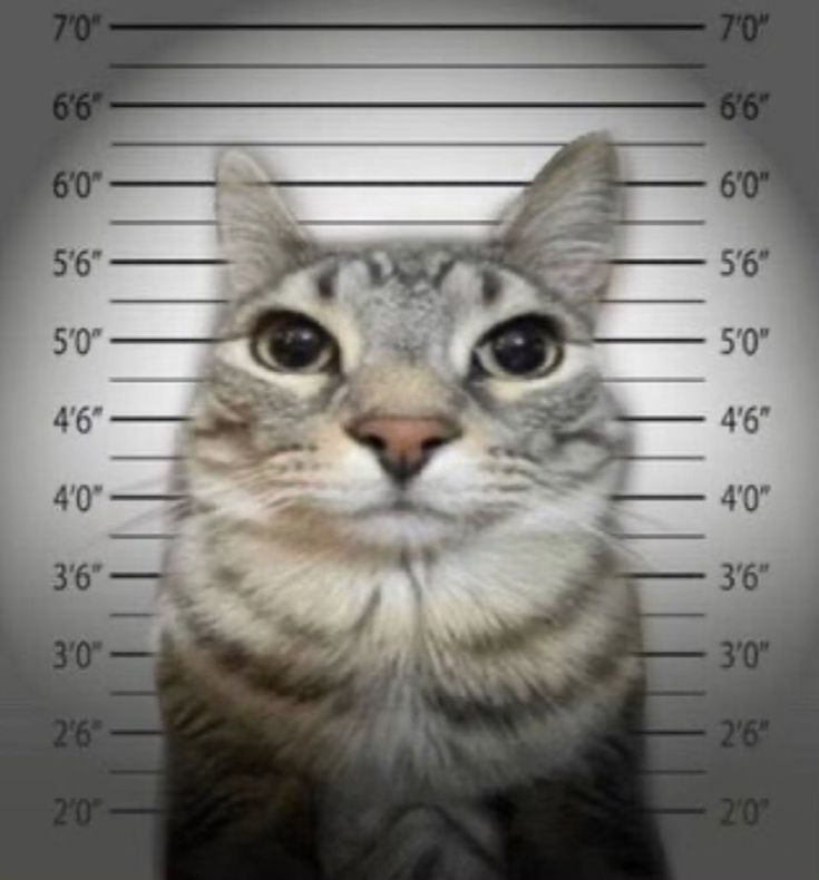 a cat is sitting in front of a police mugshot with his eyes wide open