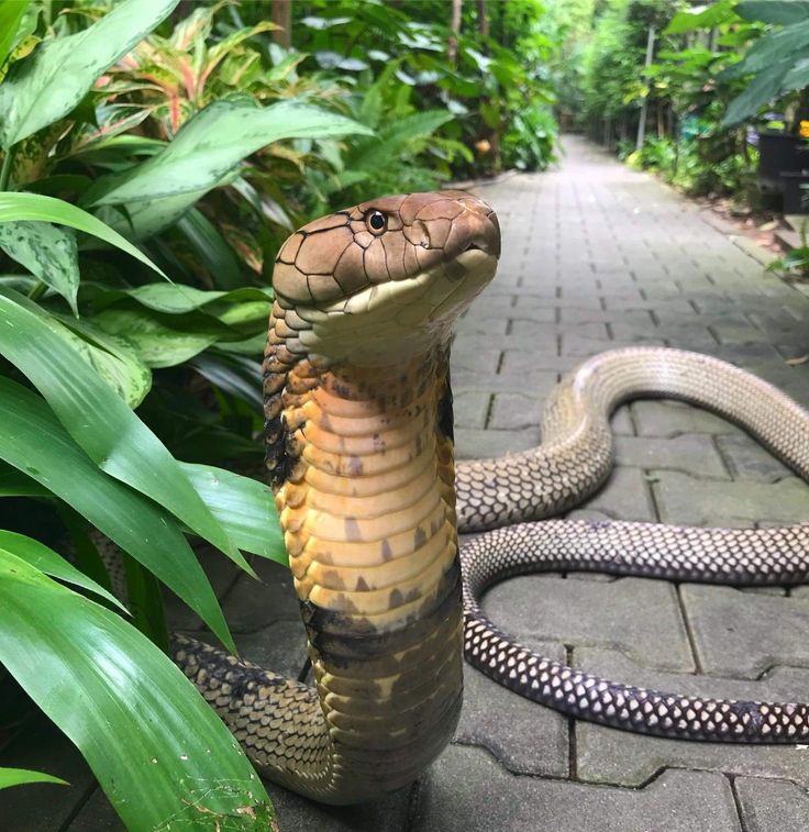 a large snake is on the ground next to some plants