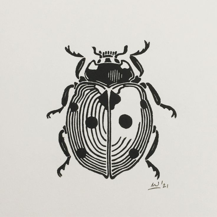 a black and white drawing of a beetle