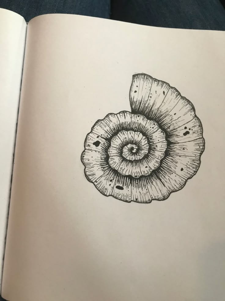 an open book with a drawing of a shell on it