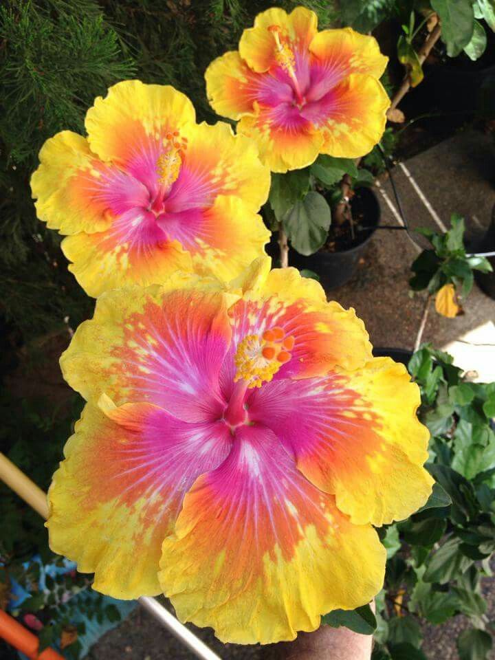 two yellow and pink flowers with green leaves in the backgrounnd, on top of other plants