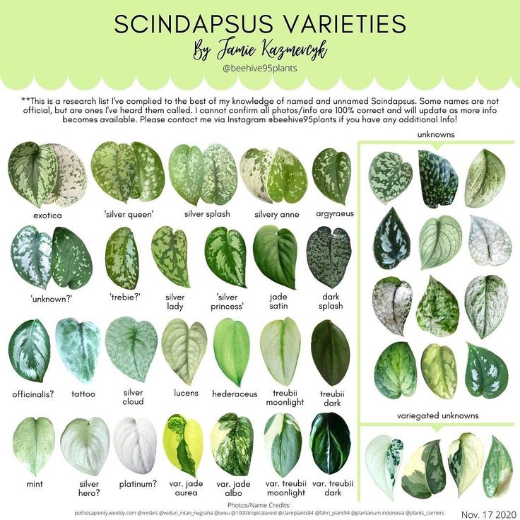 some different types of leaves that are in the same color and shape, including green