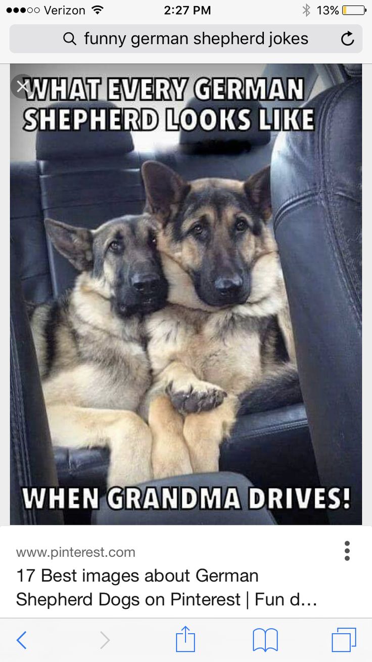 two german shepherd dogs sitting in the back seat of a car with caption that reads, what every german shepherd looks like when grandma drives