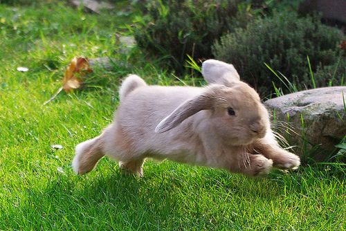 a baby bunny running through the grass with it's front paws in the air