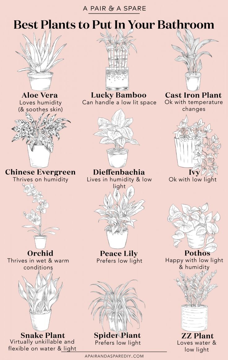 the best plants to put in your bathroom