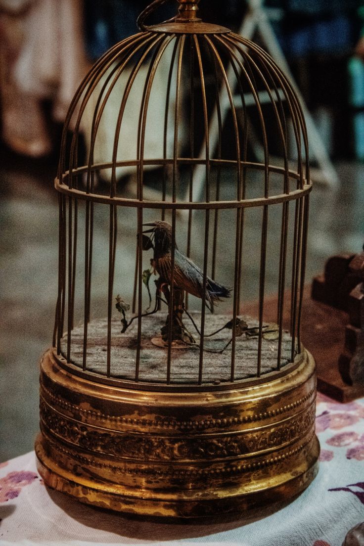 a bird in a cage sitting on top of a table