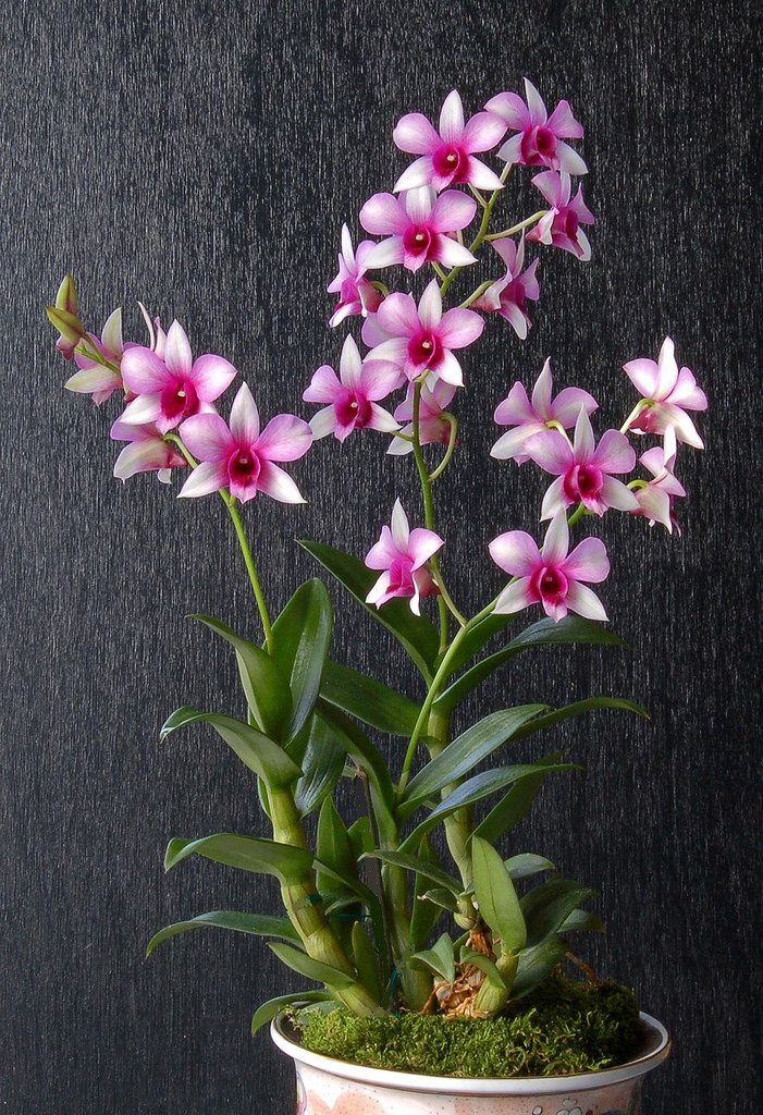 a potted plant with pink and white flowers